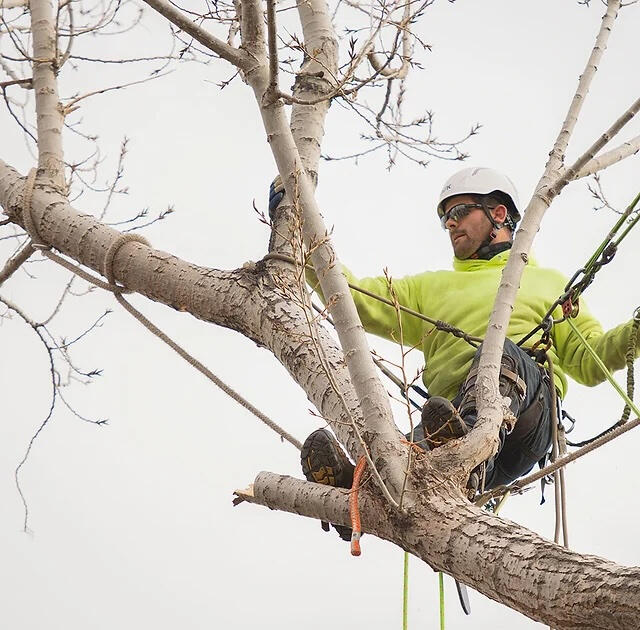 tree trimming and pruning