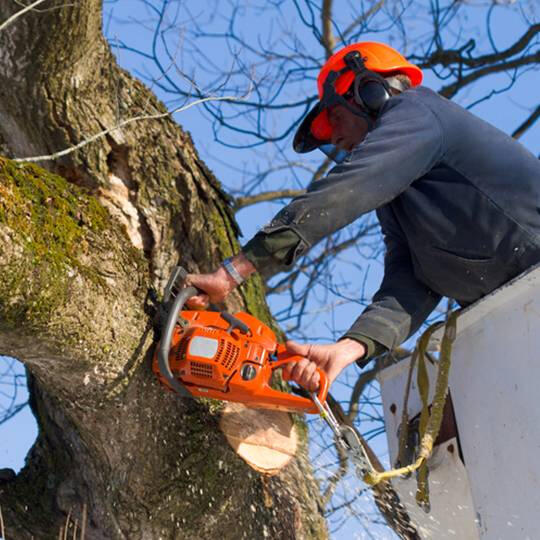 tree removal service