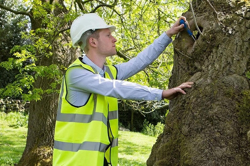 tree inspection service