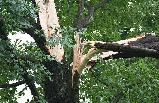 emergency tree service