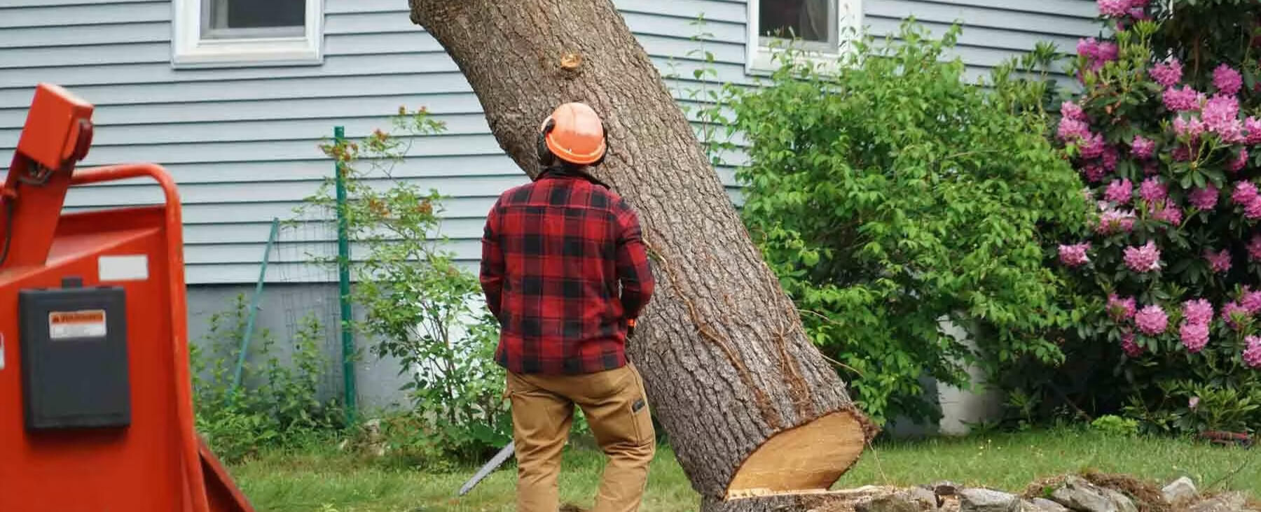 tree felling